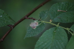 Agromyza aristata