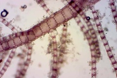 Spyridia hypnoides