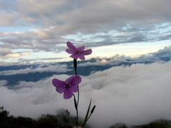 Ennealophus foliosus