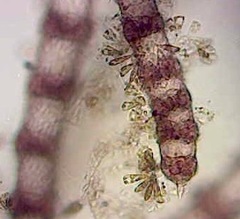 Spyridia hypnoides