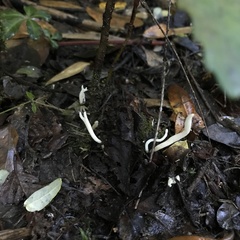 Clavaria acuta