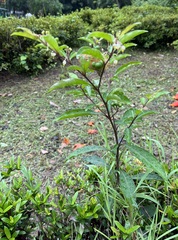 Solanum diphyllum