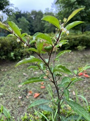 Solanum diphyllum