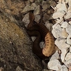 Vipera aspis aspis