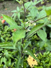 Solanum diphyllum