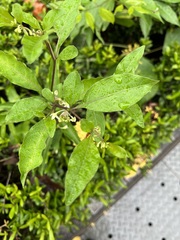 Solanum diphyllum