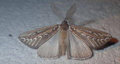 Compsoptera jourdanaria