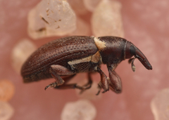 Mecinus collaris