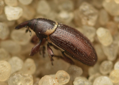 Mecinus collaris