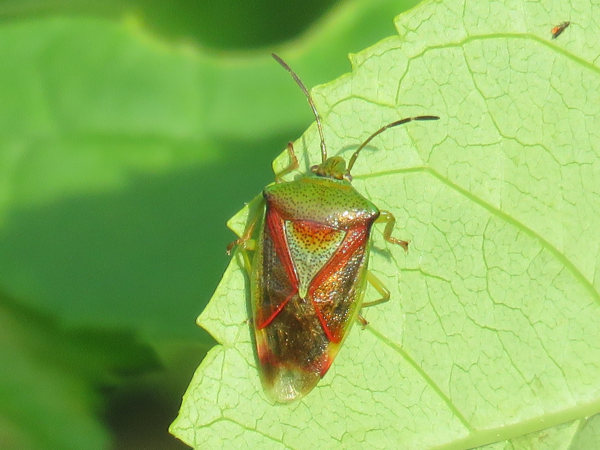 Lychee Shield Bug (Chrysocoris stollii) · iNaturalist