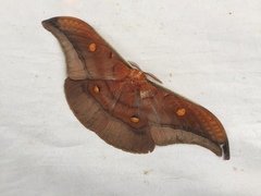 Antheraea formosana