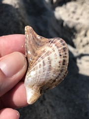 Pteria colymbus