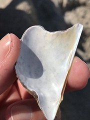 Pteria colymbus