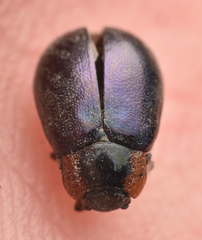 Chrysomela collaris