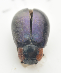 Chrysomela collaris
