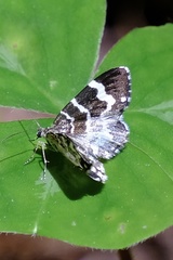 Trichodezia californiata