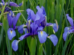 Iris spuria
