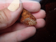 Calliostoma gloriosum