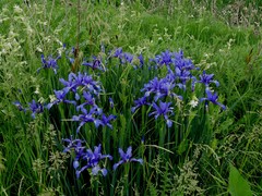 Iris spuria