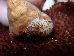 Calliostoma gloriosum