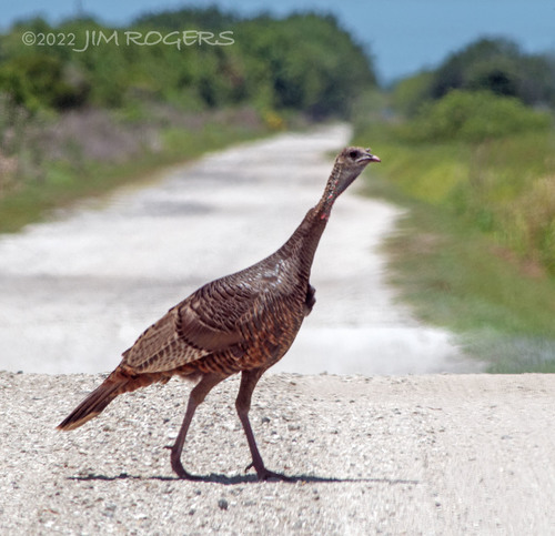Florida Wild Turkey