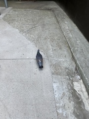 Columba livia domestica