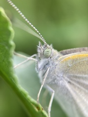 Pieris rapae