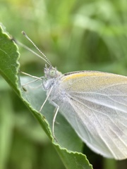 Pieris rapae