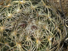 Coryphantha radians