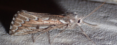 Compsoptera jourdanaria