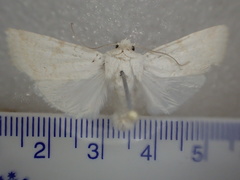 Ectopatria virginea