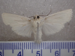 Ectopatria virginea