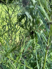 Dolomedes scriptus