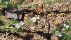 Plagiobothrys collinus fulvescens
