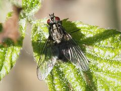 Haematobosca stimulans