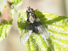 Haematobosca stimulans