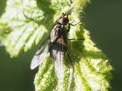 Haematobosca stimulans