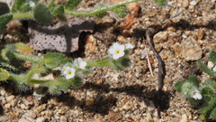 Plagiobothrys collinus fulvescens