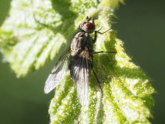 Haematobosca stimulans