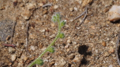 Plagiobothrys collinus fulvescens
