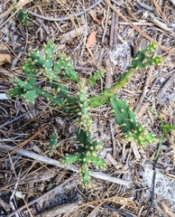 Opuntia drummondii