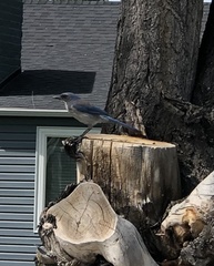 Aphelocoma woodhouseii