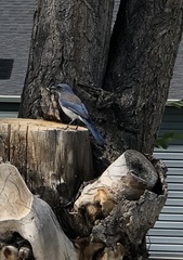 Aphelocoma woodhouseii