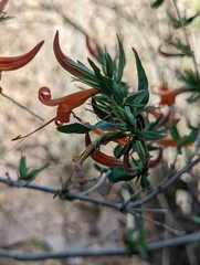 Anisacanthus thurberi