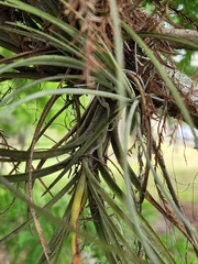 Tillandsia simulata