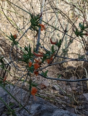 Anisacanthus thurberi