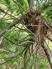 Tillandsia simulata