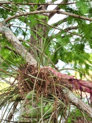 Tillandsia simulata