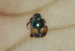 Canthon lituratus