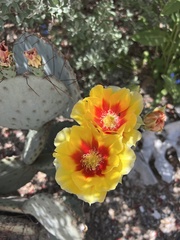 Opuntia